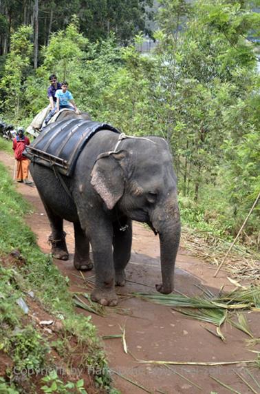 Mattupatty Dam, Elephant Ride_DSC5867_H600